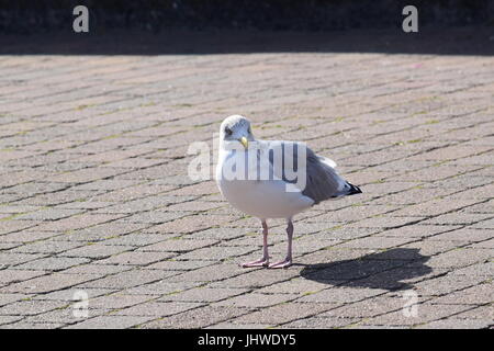 Silbermöwe auf Boden Stockfoto
