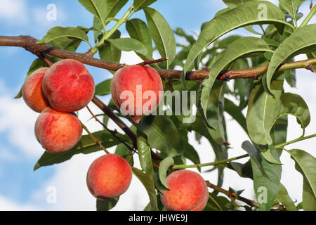Pfirsiche auf einem Ast Stockfoto
