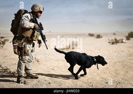 Soldat der US-Marine Corps und seine militärischen Gebrauchshund, rot, Suche nach improvisierten Sprengkörpern während einer integrierten Übung auf der Marine Corps Air Ground Combat Center 19. Januar 2017 in Twentynine Palms, Kalifornien.    (Foto: Aaron S. Patterson via Planetpix) Stockfoto