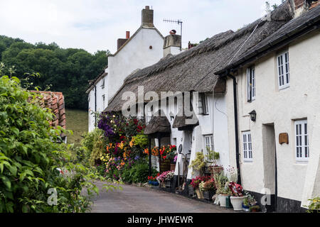 Floral zeigt Coombe Cottage und Doreen Garten in Branscombe, Devon. Stockfoto