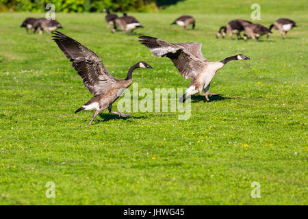 Drei Monate alte Gänse ausziehen mit Flügeln flattern Stockfoto