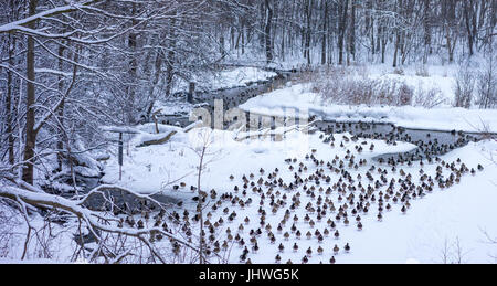 Hunderte von Stockente Enten laufen über den Schnee bedeckten Ufer eines Flusses auf der Suche nach Nahrung im Januar, in Süd-Ontario, Kanada. Stockfoto