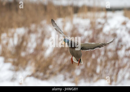 Eine Stockente Drake (männlichen) fliegt über tief verschneiten Naturlandschaft in Süd-Ontario, Kanada. Stockfoto