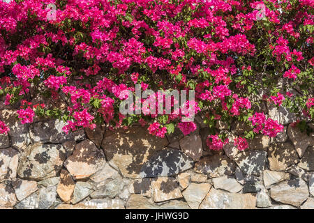 Diese heißen rosa Bougainvillea wirft starke Schatten auf einer Steinmauer in Roatan, Honduras. Stockfoto