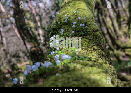 Weiße Glocke Blume wächst auf dem Moos ein umgestürzter Baum in einem Wald. Stockfoto