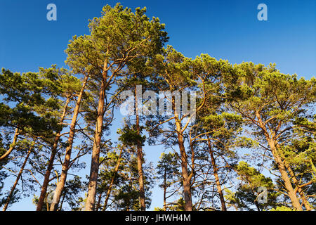 Baumkronen Schotten oder Föhre Pinus Sylvestris gegen blauen Himmel. Gruppe von hohen Kiefern wächst in immergrünen Nadelholz. Polen. Stockfoto