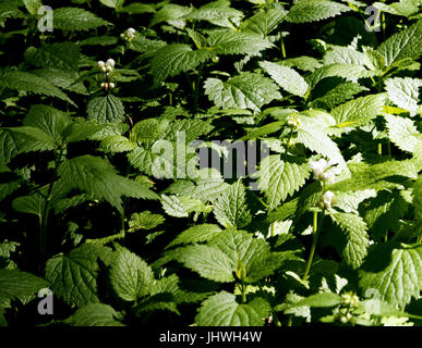 Blätter der Brennnessel (Urtica Dioica) in Blüte stand. Frühling 2017. Montseny Wald, Catalonia. Stockfoto