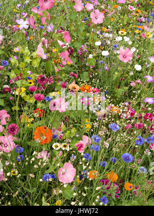 Die hellen und farbenfrohen informellen Garden Flower Grenze im Sommer, Großbritannien Stockfoto