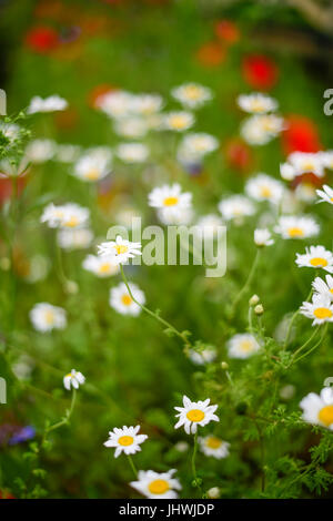 Close-up of wild flowers - poppies, ox-eye daisies,  focus on ox-eye daisies foreground Stockfoto