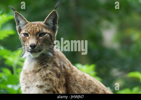 Ein Eurasischen Luchs, sitzend auf einem Ast im Devons Escot park Stockfoto