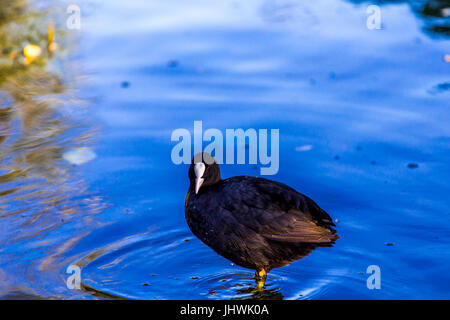 Gemeinsamen Blässhuhn (Fulica Atra) stehen am Ufer eines Flusses. Stockfoto