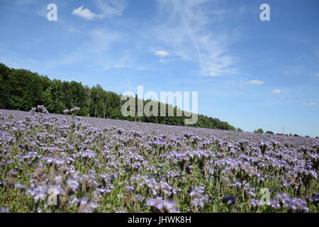 Bereich der lacy Phacelia, blaue Rainfarn oder lila Rainfarn vor einem Wald Stockfoto