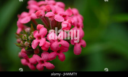 Rosa Lantana Blume blühen Stockfoto