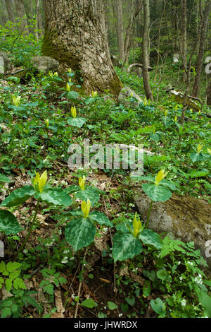 Gelbe Trillium, ein Frühling Wildblumen in den Great Smoky Mountains Nationalpark, TN Stockfoto