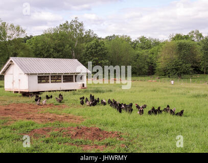 Weiße bewegliche Hühnerstall im Feld mit Hennen, Hühner Stockfoto