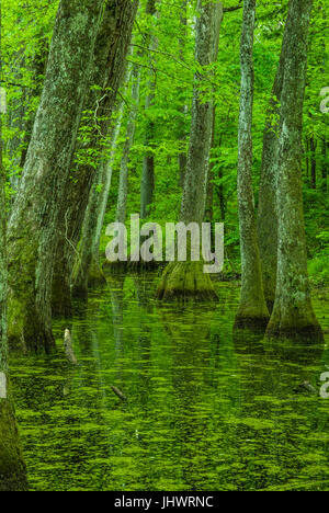 Zypresse-Sumpf auf der Natchez Trace in Mississippi Stockfoto