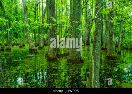 Zypresse-Sumpf auf der Natchez Trace in Mississippi Stockfoto