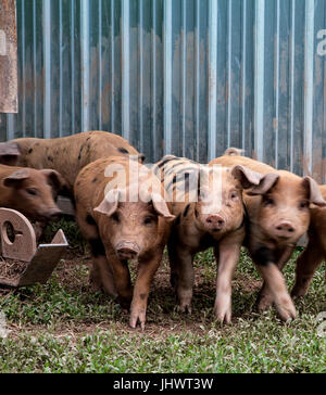 Die drei kleinen Schweinchen Stockfoto
