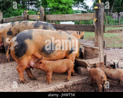 Schweine und Ferkel füttern von Mutter, während Mutter aus Trog isst Stockfoto