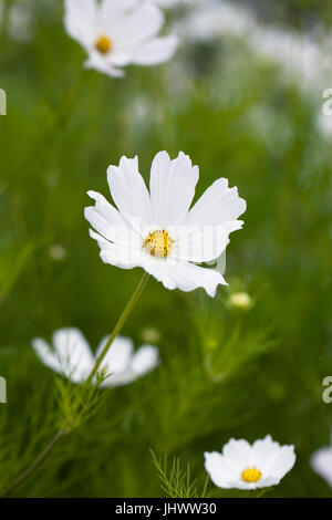 Cosmos Bipinnatus 'Reinheit' Blumen. Stockfoto