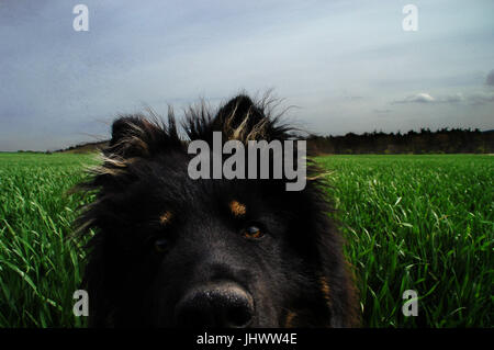 Hund in Bereichen Stockfoto