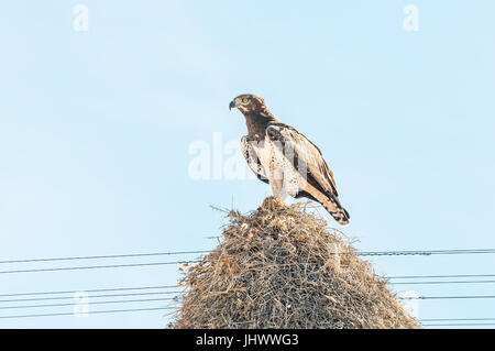 Ein kriegerischer Adler, monotypisch Bellicosus, mit Beute über eine kommunale Vogelnest, errichtet an der Spitze einer Telekommunikation Pole in der Nähe von Groblershoop im Feld Nr. Stockfoto