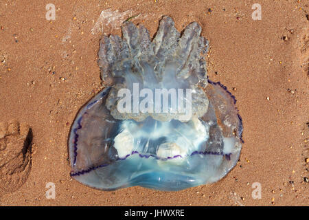 Die Quallen am Strand Stockfoto