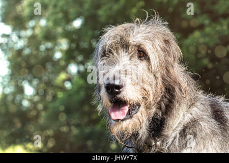 Porträt von einem Irish Wolfhound auf grünem Hintergrund jedoch unscharf Stockfoto