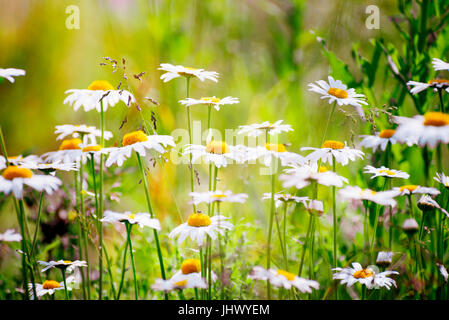 Kamillenblüten mit geringen Schärfentiefe Stockfoto