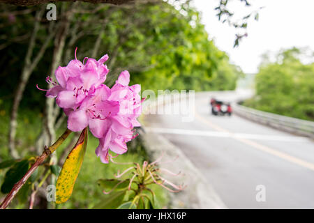 Autos passieren Rhododendren blühen entlang Blue Ridge Parkway im späten Frühjahr Stockfoto