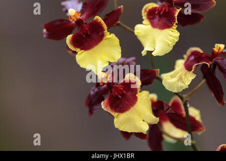 Gelben und braunen Oncidium Orchidee Hybrid Blüten wachsen in einem botanischen Garten Stockfoto