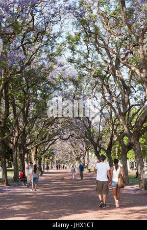 Buenos Aires, Argentinien, im Frühling. Menschen zu Fuß unter Jacaranda-Bäume, Bosques de Palermo Stockfoto