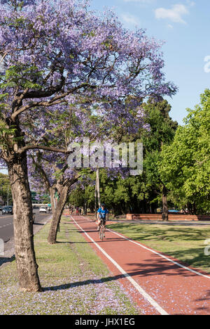 Buenos Aires, Argentinien im Frühjahr. Ein junger Mann Radfahren am Parque 3 de Febrero unter Jacaranda-Bäume (Jacaranda Mimosifolia) Bosques de Palermo Stockfoto