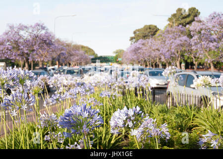 Buenos Aires, Argentinien, im Frühling. Blaue Agapanthus und Jacaranda-Bäume in den Straßen. Palermo Nachbarschaft Stockfoto