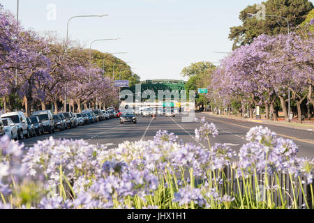 Buenos Aires, Argentinien, im Frühling. Blaue Agapanthus und Jacaranda-Bäume in den Straßen. Palermo Nachbarschaft Stockfoto
