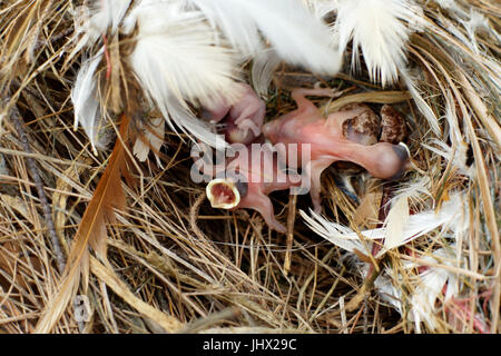 Jungvögel im Nest offenem Mund Essen warten Stockfoto