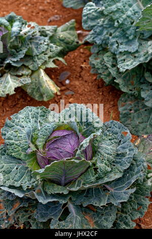 Kohl, Monticello, Virginia Stockfoto