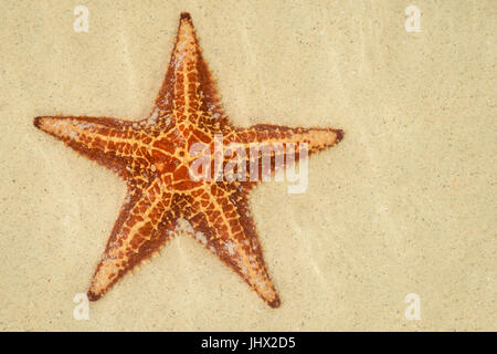 Starfish unter klarem Wasser in Grand Cayman. Stockfoto