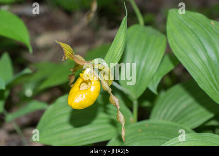 Gelbe Frauenschuh Stockfoto