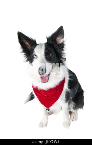 Süße Border Collie Hund in Urlaub Weihnachten Halstuch Schal isoliert auf weiss Blick in die Kamera Stockfoto