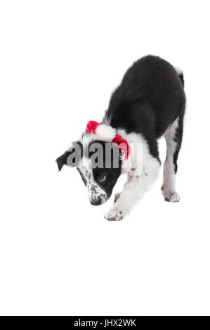 Black And White Border Collie Welpen mit roten und weißen Urlaub Kragen isoliert auf weiss. Stockfoto