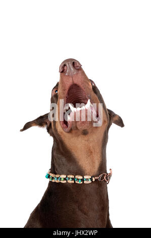 Schöne braune Dobermann Hund lachen oder heulen, auf weißem Hintergrund mit textfreiraum nachschlagen. Stockfoto