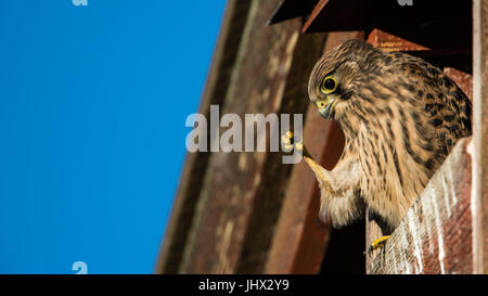 Schau wie ich meine Krallen verstecken kann, scheint Sie europäischen Turmfalke denken hocken in den Nistkasten auf der Scheune eingebettet. Stockfoto