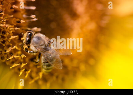 Nahaufnahme von Biene auf Sonnenblume; Biene auf einer Sonnenblume, sammeln von Pollen; Biene und Sonnenblumen Stockfoto
