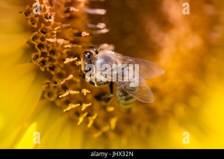 Nahaufnahme von Biene auf Sonnenblume; Biene auf einer Sonnenblume, sammeln von Pollen; Biene und Sonnenblumen Stockfoto