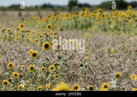 Sonnenblumen und Weizen; Sonnenblumen im Feld Weizen; Weizen-und Sonnenblumen Stockfoto