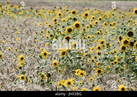 Sonnenblumen und Weizen; Sonnenblumen im Feld Weizen; Weizen-und Sonnenblumen Stockfoto