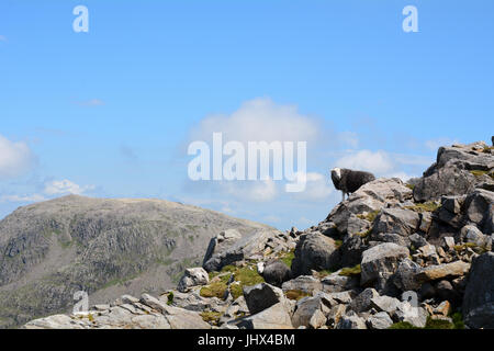 Wollige Herdwick Schafe hoch oben auf der Scafell Pike im englischen Lake District Cumbria schwarz Stockfoto