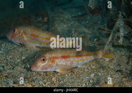 Gestreifte Meerbarbe, Mullus Surmuletus, Mulidae, Tor Paterno Marine Protected Area, Rom, Latium, Italien, Mittelmeer Stockfoto