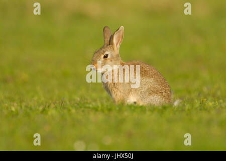 Europäischen Kaninchen (Oryctolagus Cuniculus) im Feld, Cornwall, UK Stockfoto